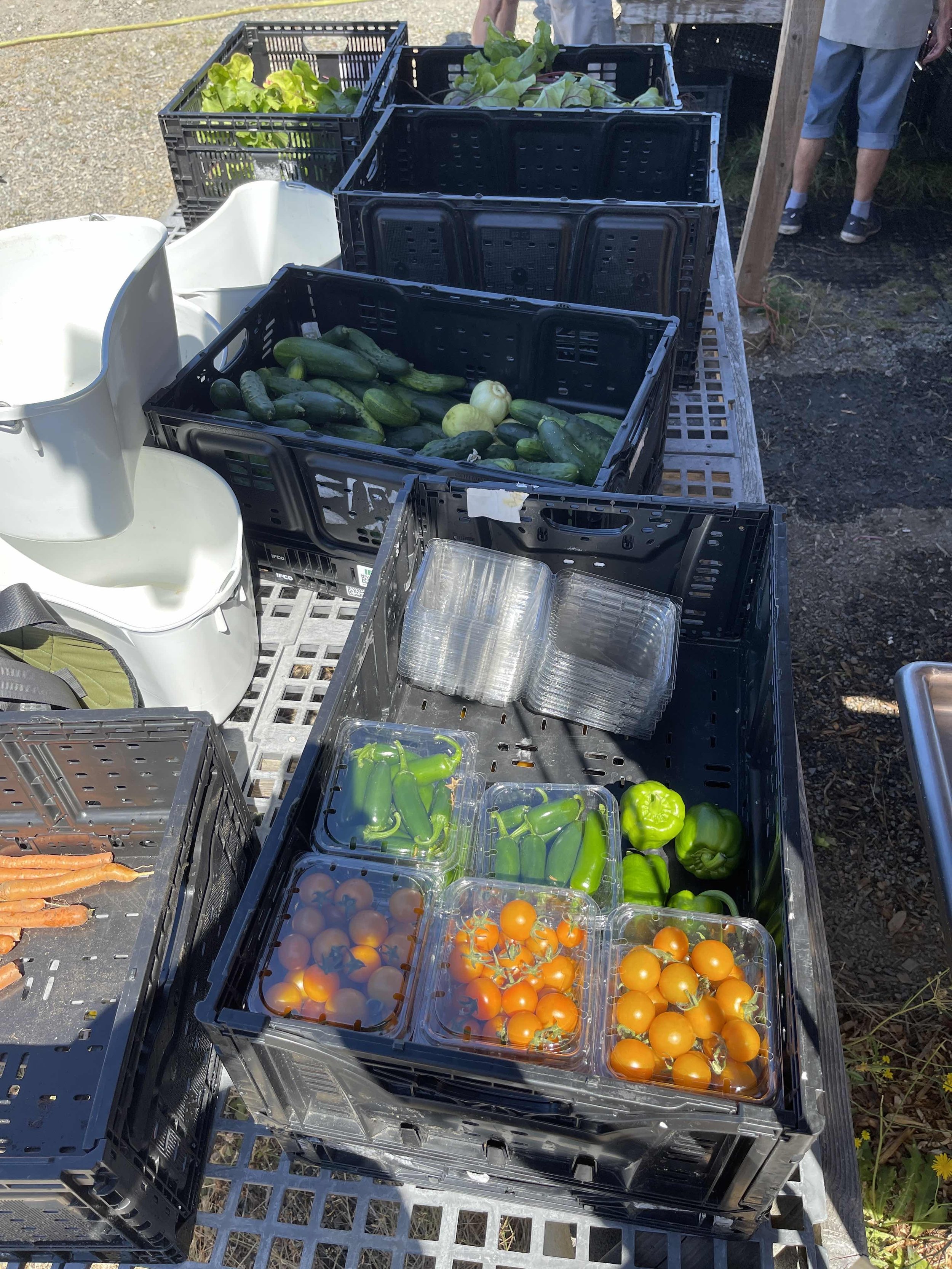 Cucumbers, tomatoes, jalapenos, and other veggies collected by volunteers