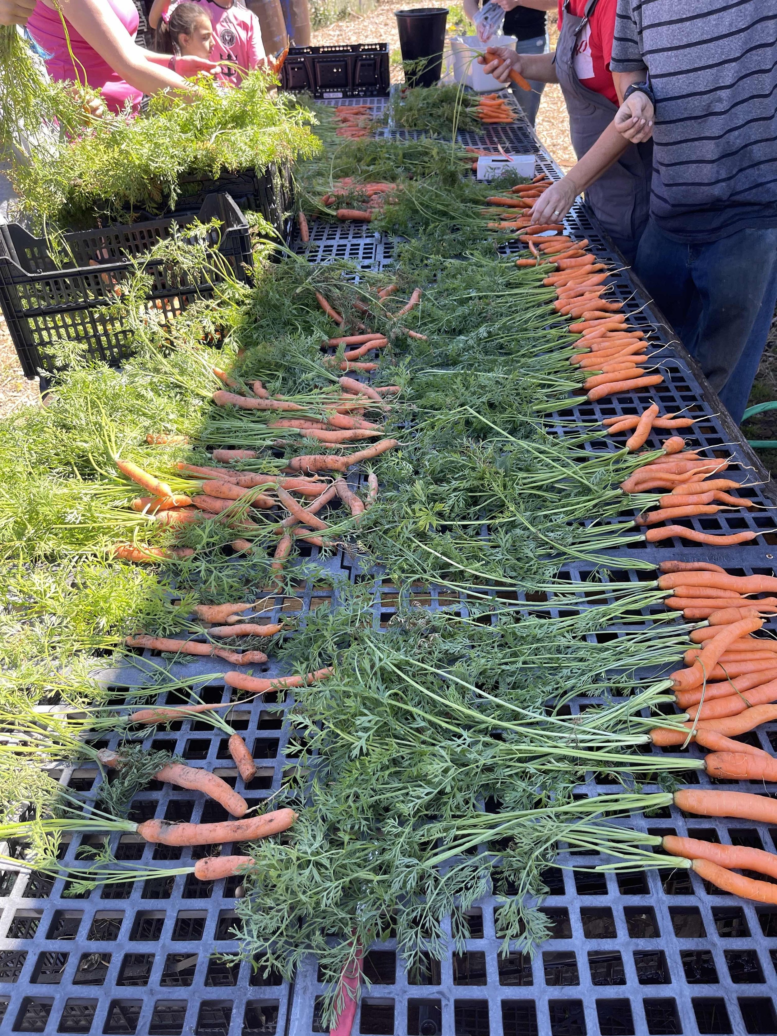 Elk Run Farm Summer Harvest