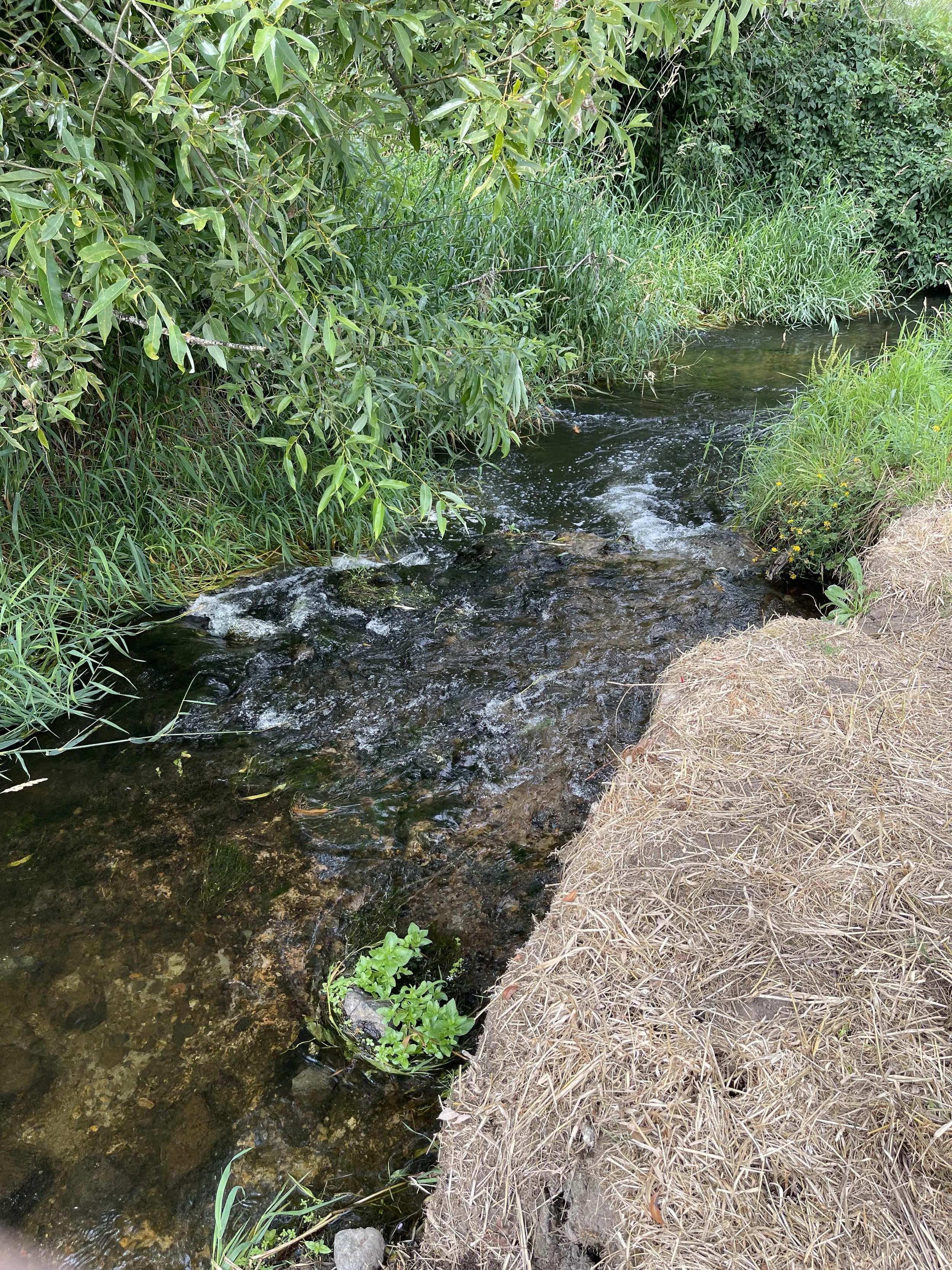 A stream running through Ayeko Farm.