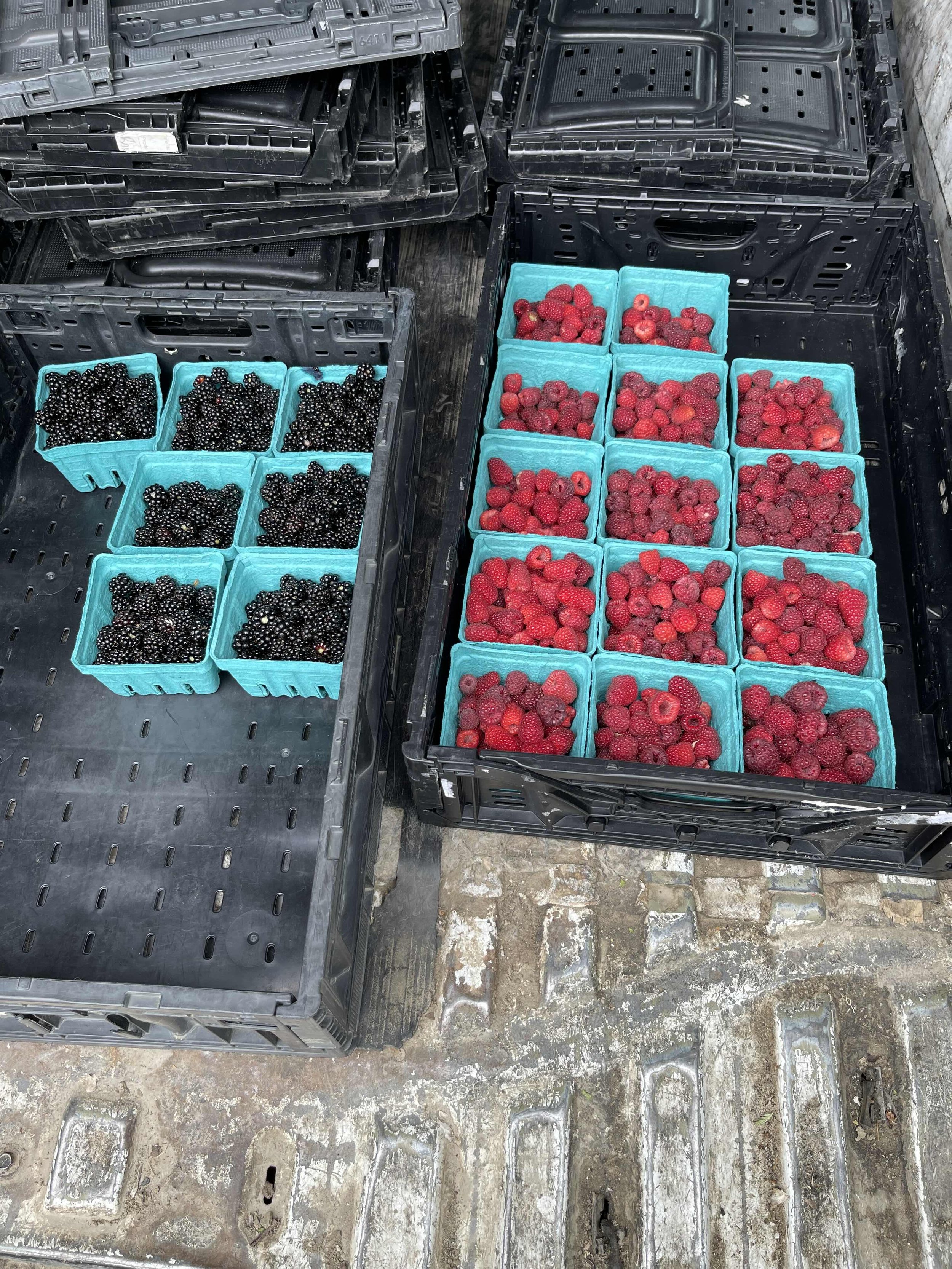 Blackberries and raspberries gleaned from Ayeko Farm for FareStart Mobile Community Markets.