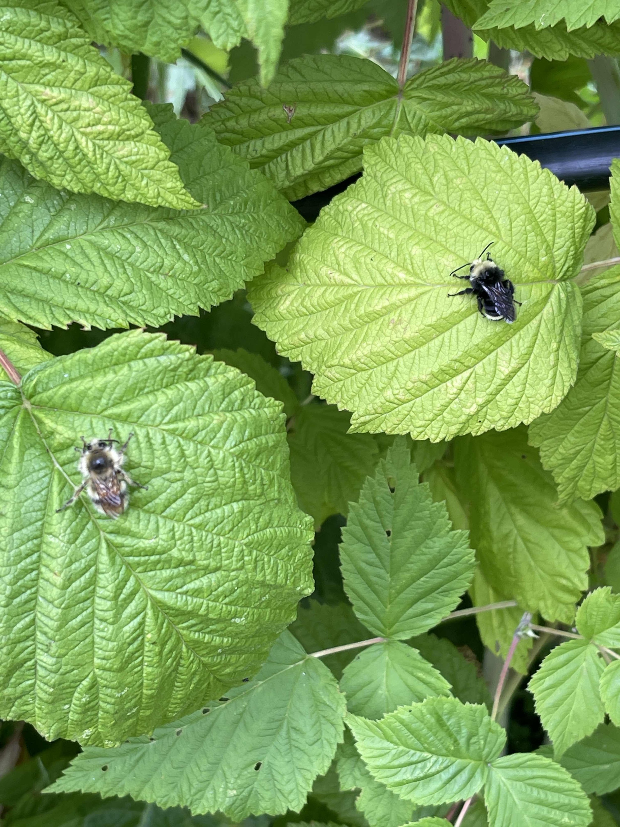Two bumble bees, one light and one dark, sleeping on raspberry leaves